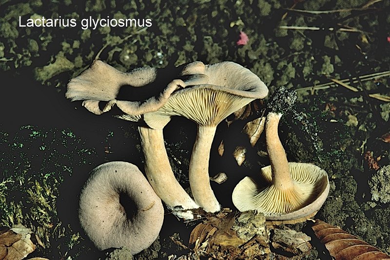Lactarius glyciosmus-amf1075.jpg - Lactarius glycyosmus ; Nom français: Lactaire à odeur de noix de coco